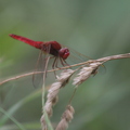 Libellule rouge