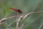 Libellule rouge
