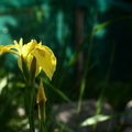 Iris jaune des marais