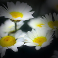 Quelques marguerites